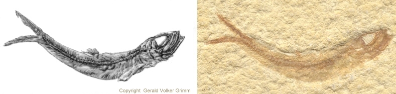 Leptolepides sprattiformis.